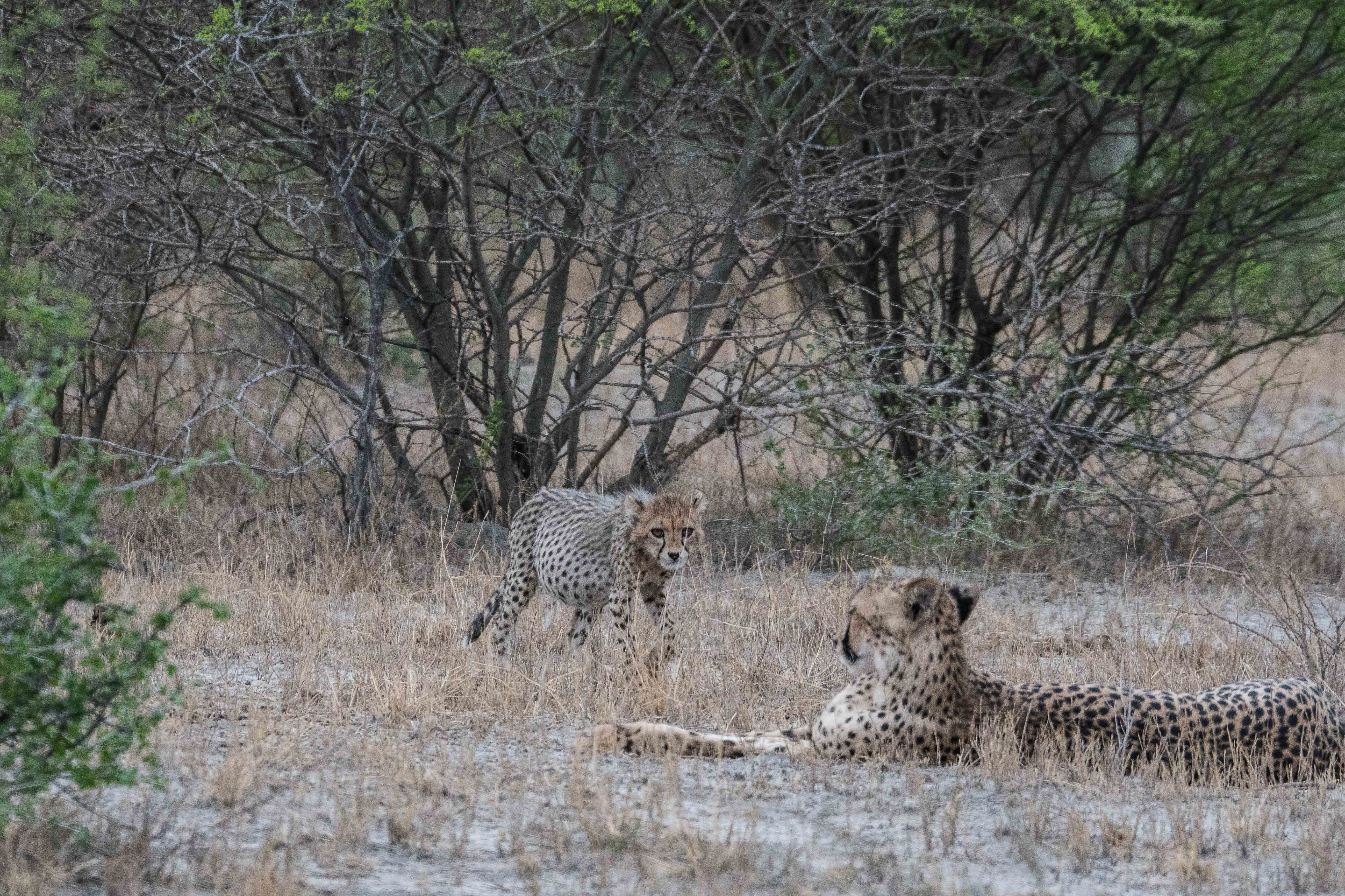 Jeune guépard rejoignant sa mère après s'être gavé de la chair d'un impala qu'elle a tué. Onguma Nature Reserve, Etosha, Namibie.